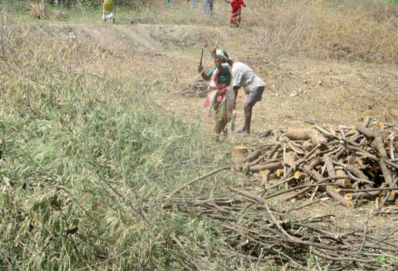 அகரம்பள்ளிப்பட்டு பகுதியில் சீமை கருவேல மரங்கள் அகற்றும் பணி