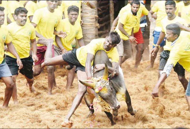 தஞ்சை அருகே ஜல்லிக்கட்டு: சீறிப்பாய்ந்த காளைகளை வீரர்கள் அடக்கினர் 9 பேர் காயம்