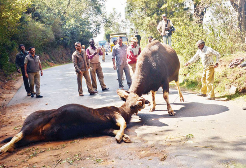 சண்டையின் போது கொம்புகள் சிக்கியதால் காட்டெருமைகள் சாவு