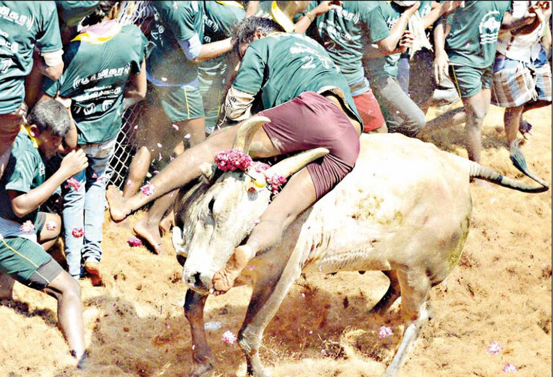 திண்டுக்கல் அருகே ஜல்லிக்கட்டு: சீறிப்பாய்ந்த காளைகளை அடக்கிய வீரர்கள்