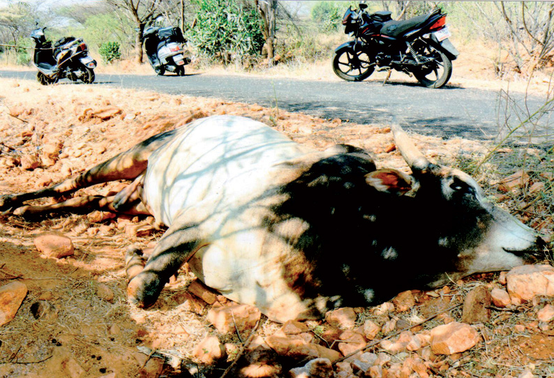 ஜல்லிக்கட்டு காளை மர்ம சாவு: போலீசார், வனத்துறையினர் விசாரணை