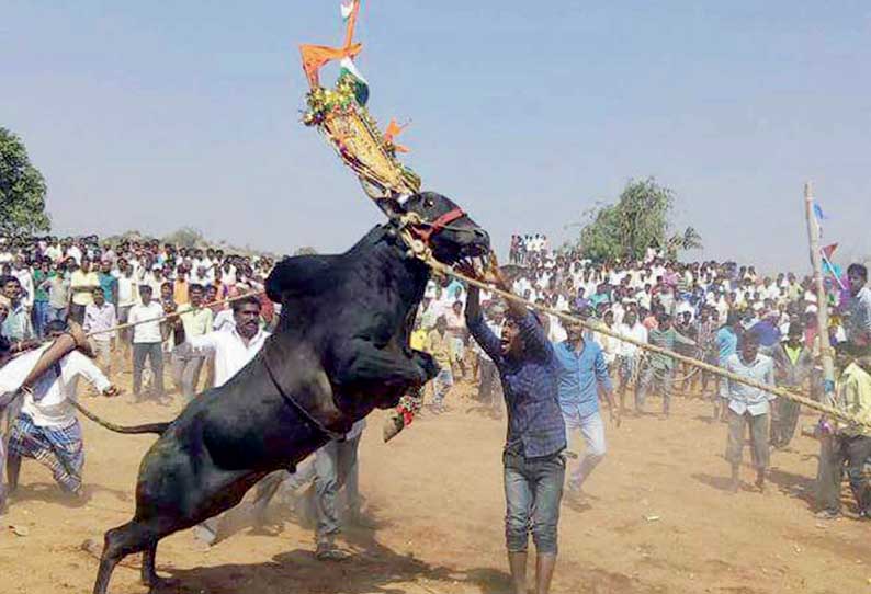 கோவில் திருவிழாவில் எருதுவிடும் நிகழ்ச்சி ஏராளமான இளைஞர்கள் பங்கேற்பு