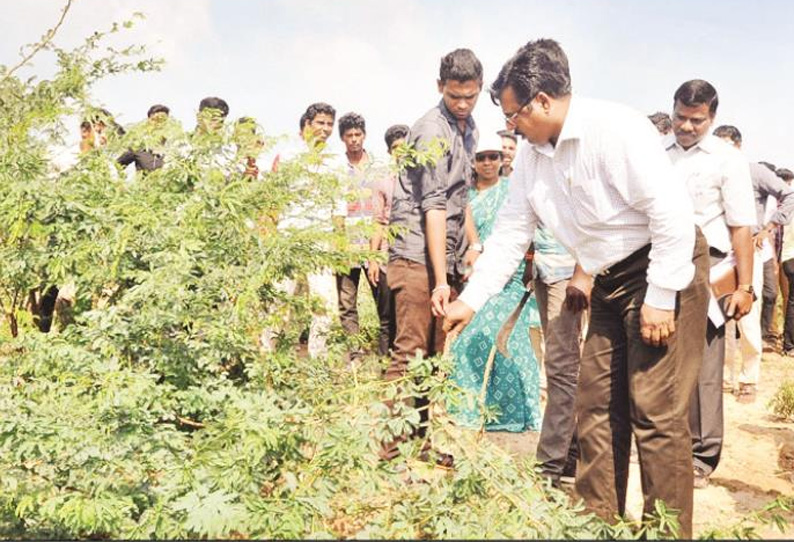 சீமைக்கருவேல மரங்கள் அகற்றும் பணி கலெக்டர் ஆய்வு