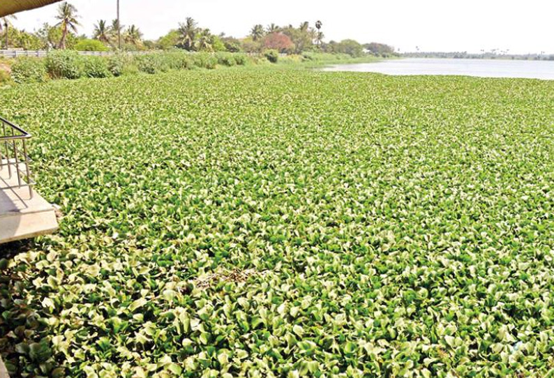 ஸ்மார்ட் சிட்டி திட்டத்தில், முதல் கட்டமாக குளங்களில் கழிவுநீர் சுத்திகரிப்பு நிலையங்கள்