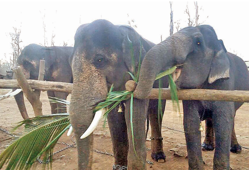 முதுமலை புலிகள் காப்பகத்தில் கடும் வறட்சி யானைகளுக்கு தென்னை, கூந்தப்பனை உள்ளிட்ட பசுந்தீவனங்கள் வழங்கப்படுகிறது