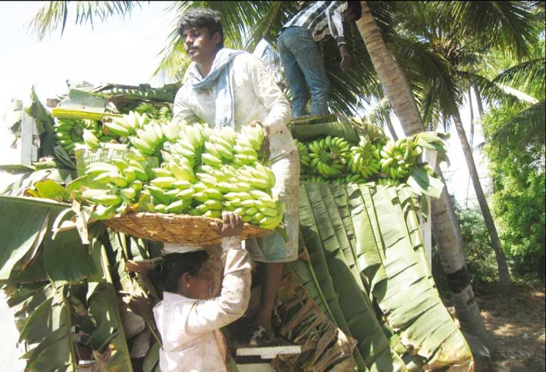 வாழைத்தார் அறுவடை பணி தீவிரம் விலை உயர்வால் விவசாயிகள் மகிழ்ச்சி