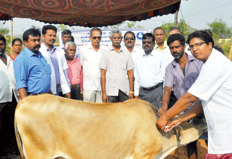 வடஅரசம்பட்டு கிராமத்தில் கால்நடைகளுக்கு கோமாரி நோய் தடுப்பூசி முகாம்