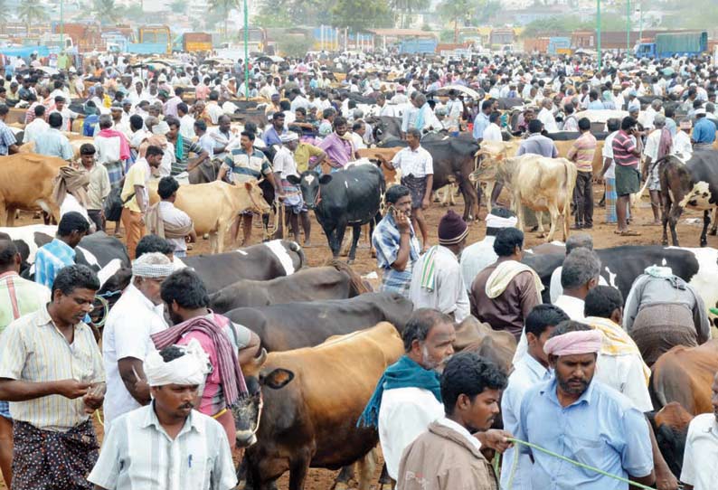 கடுமையான வறட்சியால் தீவனத்தட்டுப்பாடு: சந்தைக்கு அதிக அளவில் மாடுகளை விற்க வந்த விவசாயிகள்