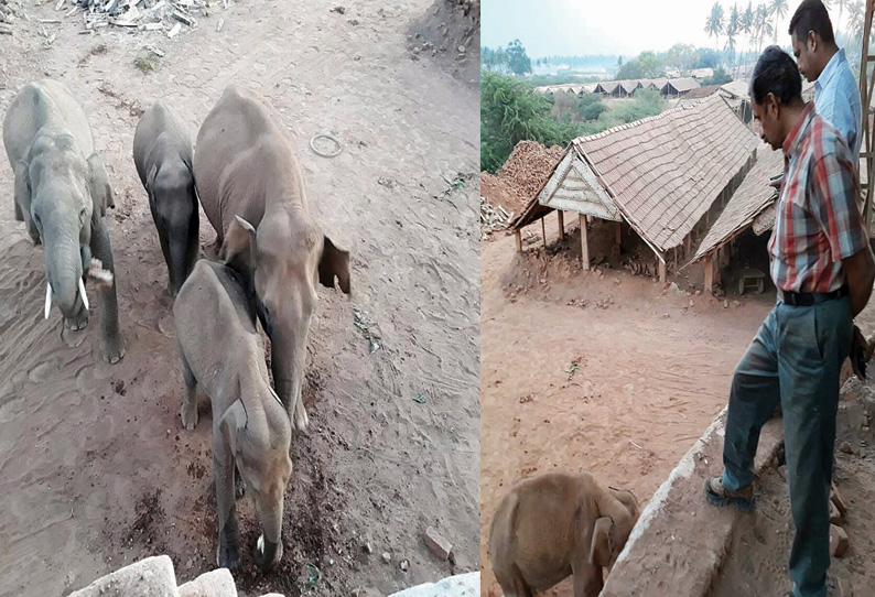 வாயில் புண்ணுடன் சுற்றித்திரியும் குட்டியானைக்கு சிகிச்சை