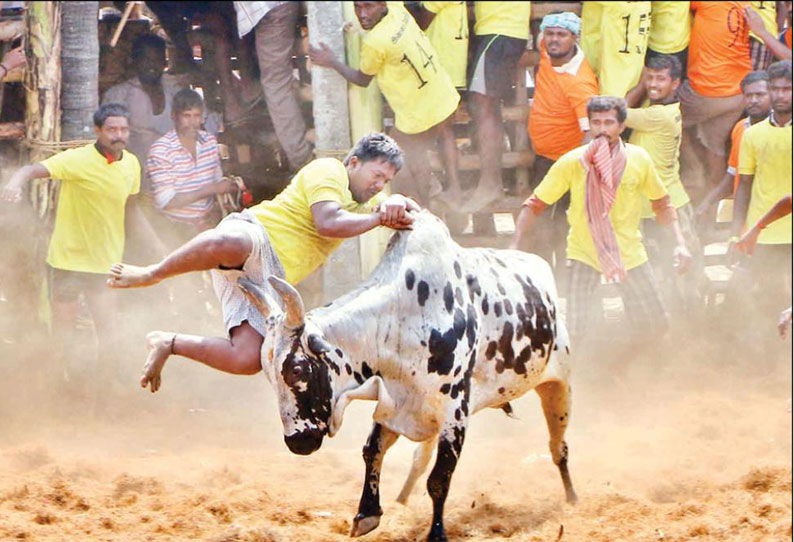 தஞ்சை ஜல்லிக்கட்டில் சீறிப்பாய்ந்த காளைகளை போட்டி போட்டு வீரர்கள் அடக்கினர்