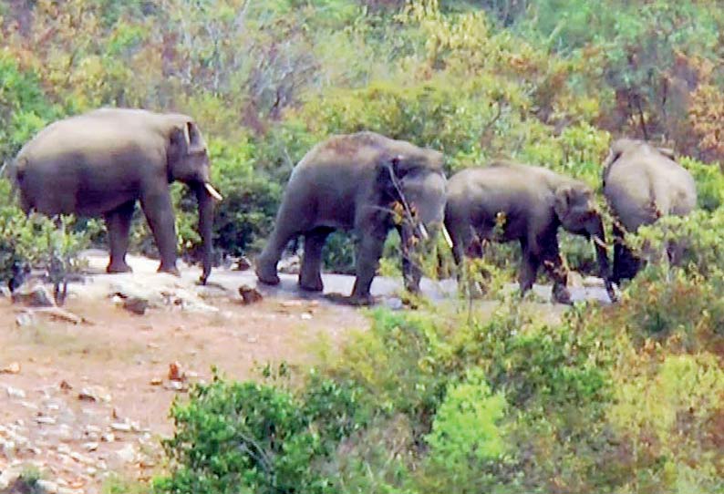 ஓசூர் அருகே விவசாய பயிர்களை நாசம் செய்த 4 காட்டு யானைகள்