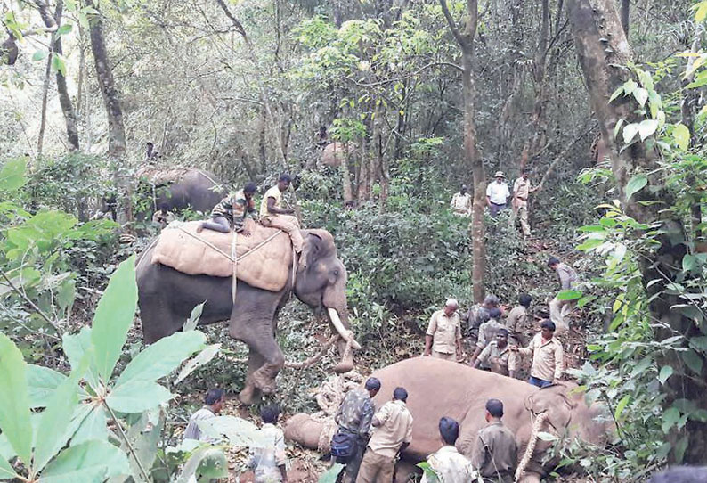 பைராப்புரா பகுதியில் தொடர் அட்டகாசம் செய்து வந்த காட்டு யானை பிடிபட்டது கும்கி யானைகளின் உதவியுடன் வனத்துறையினர் பிடித்தனர்