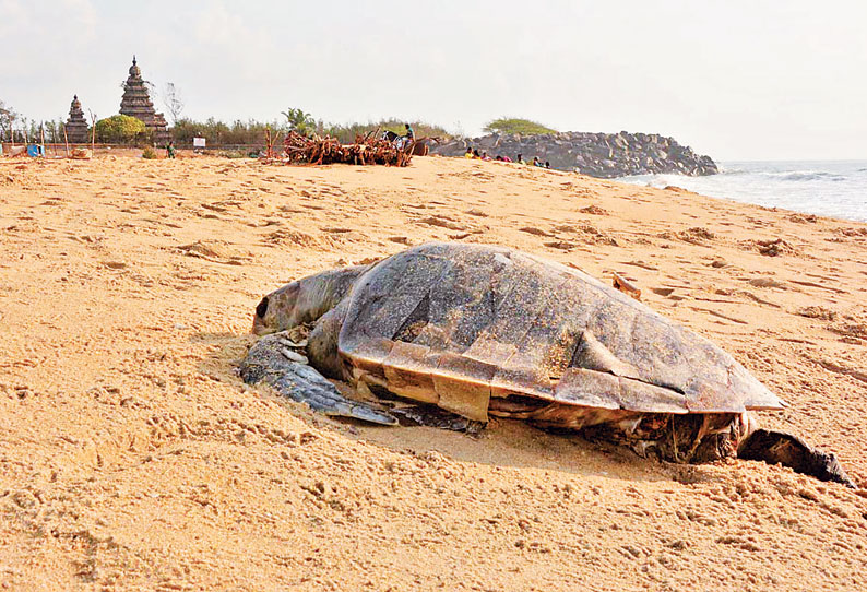 மாமல்லபுரத்தில் 5 ஆமைகள் செத்து கரை ஒதுங்கின