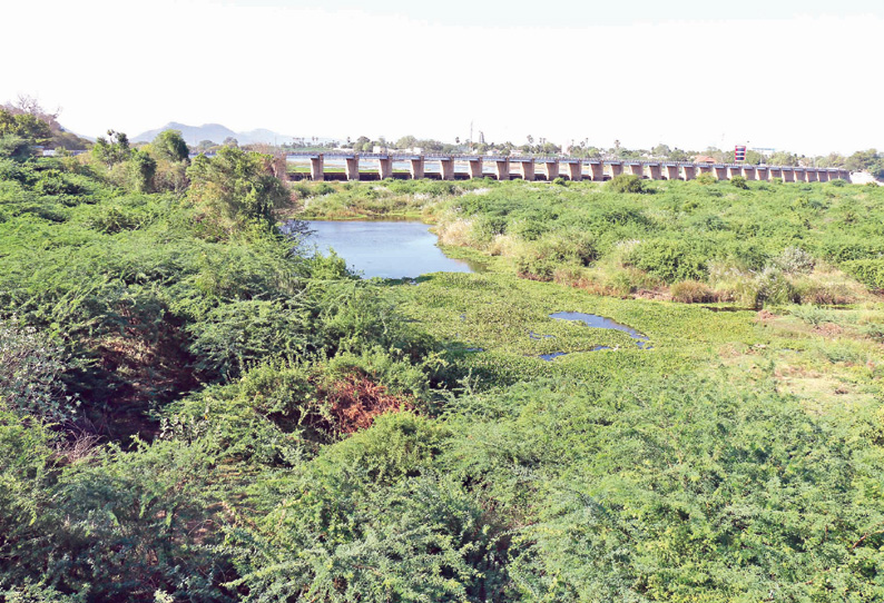 தனியார் நிலங்களில் உள்ள சீமை கருவேல மரங்களை அகற்றுவது எப்போது?