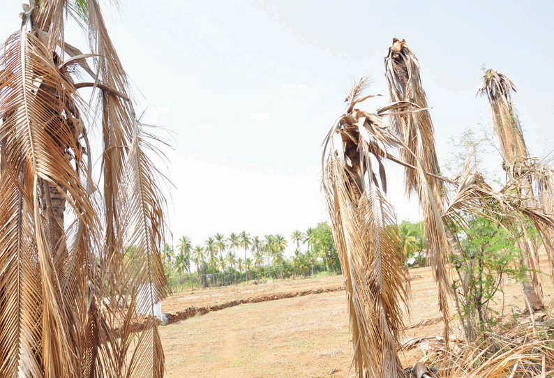 சூறாவளிக்காற்றுடன் மழை 15 ஏக்கர் பரப்பளவிலான வாழை மரங்கள் சாய்ந்து நாசம்