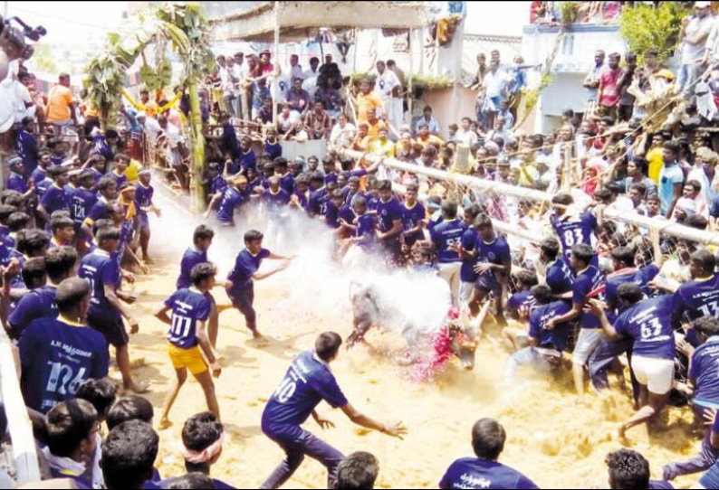 பூலம்பாடியில் ஜல்லிக்கட்டு சீறிப்பாய்ந்த காளைகள் முட்டியதில் 15 பேர் காயம்