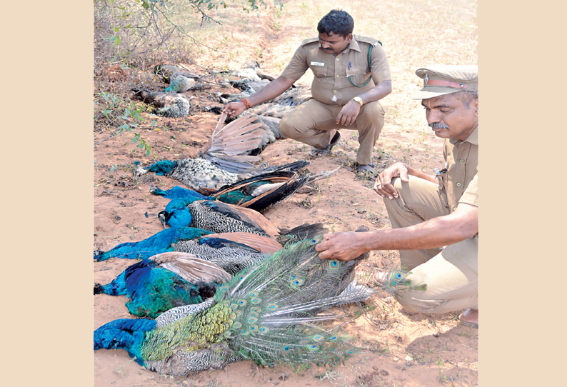 வி‌ஷம் கலந்த நெல்லை தூவி மயில்களை கொன்ற விவசாயி கைது