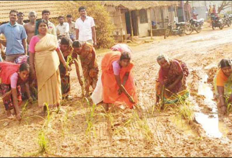 குண்டும்-குழியுமான சாலையில் பொதுமக்கள் நாற்று நடும் போராட்டம்