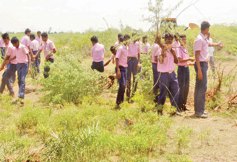 திருப்பத்தூர் அருகே  சீமைக்கருவேல மரங்கள் அகற்றும் பணியில் பள்ளி மாணவர்கள்