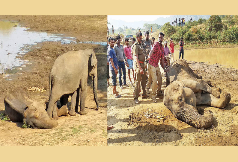 கோவை அருகே சேற்றில் சிக்கிய பெண் யானை மீட்பு