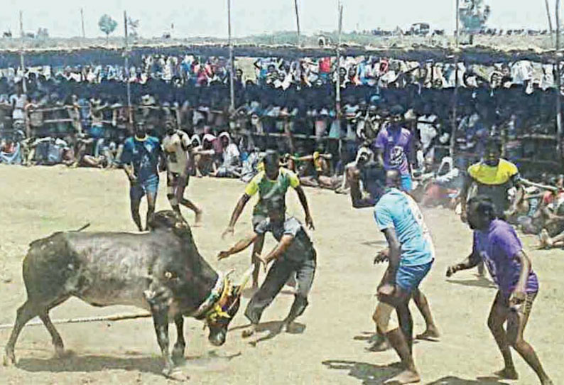 மேலூர் அருகே நடைபெற்ற மஞ்சுவிரட்டு; 7 பேர் காயம்