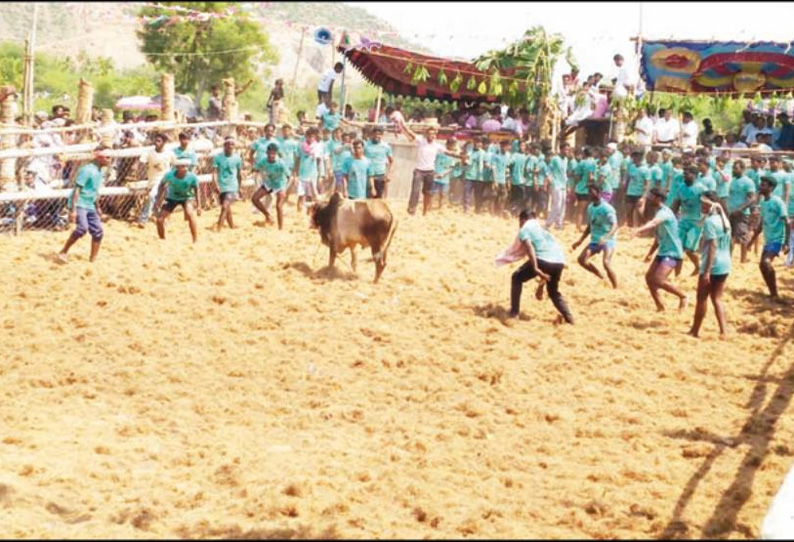 விசுவக்குடியில் ஜல்லிக்கட்டு சீறிப்பாய்ந்த காளைகள் முட்டியதில் 11 பேர் காயம்