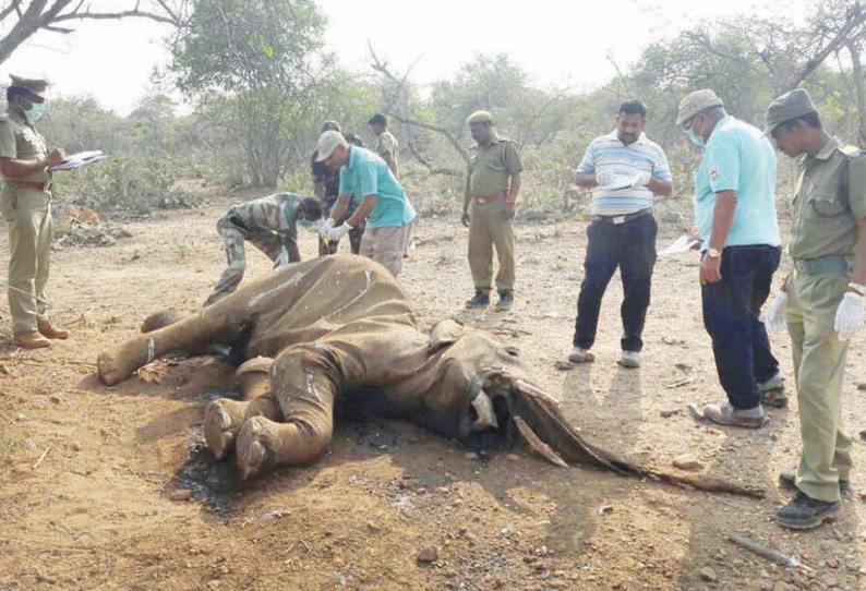 மசினகுடி வனப்பகுதியில் மேலும் ஒரு யானை சாவு