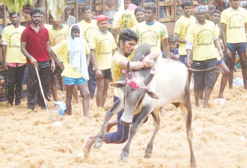 ராப்பூசலில் ஜல்லிக்கட்டு: சீறிப்பாய்ந்த காளைகள் முட்டியதில் 51 பேர் காயம்