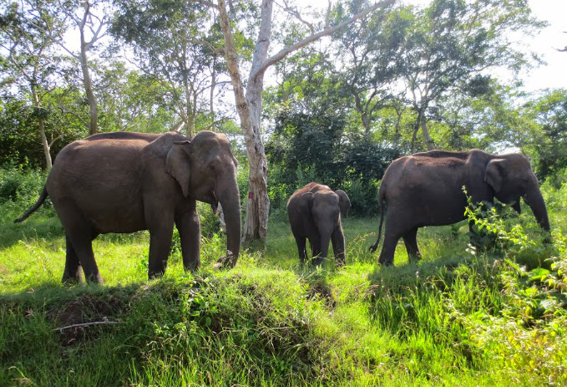 கும்பள்ளி கிராமத்தில் கரும்பு தோட்டத்தில் புகுந்து 4 காட்டு யானைகள் அட்டகாசம்