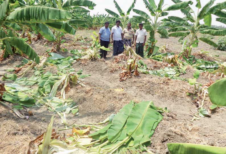 களக்காடு அருகே காட்டு பன்றிகள் அட்டகாசம்