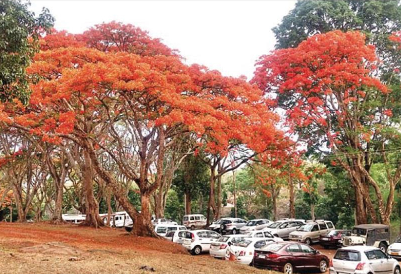 தெப்பக்காட்டில் பூத்துக்குலுங்கும் வெளிநாட்டு மலர்கள்