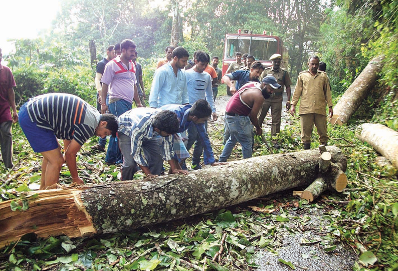 வால்பாறையில் சூறாவளி காற்றுடன் பலத்த மழை, போக்குவரத்து துண்டிப்பு