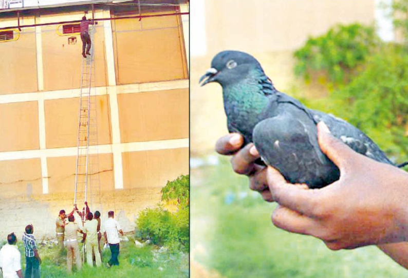 தேனியில் உருக்கமான நிகழ்வு: மீட்கப்பட்ட சிறிது நேரத்தில் உயிர் இழந்த புறா