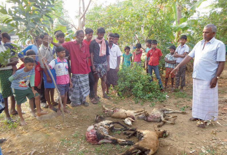 களக்காடு அருகே ஊருக்குள் சிறுத்தைப்புலி புகுந்து ஆடுகளை அடித்துக் கொன்றதால் பரபரப்பு