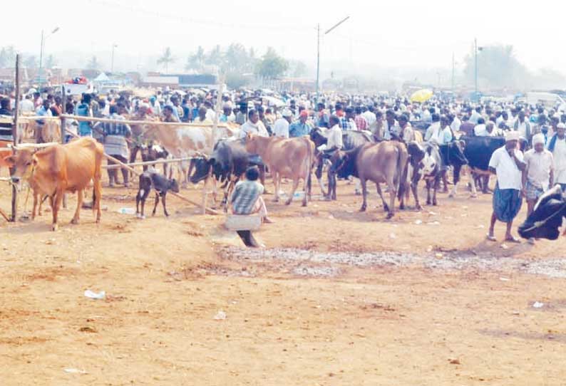 கருங்கல்பாளையம் சந்தைக்கு மாடுகள் வரத்து குறைந்தது