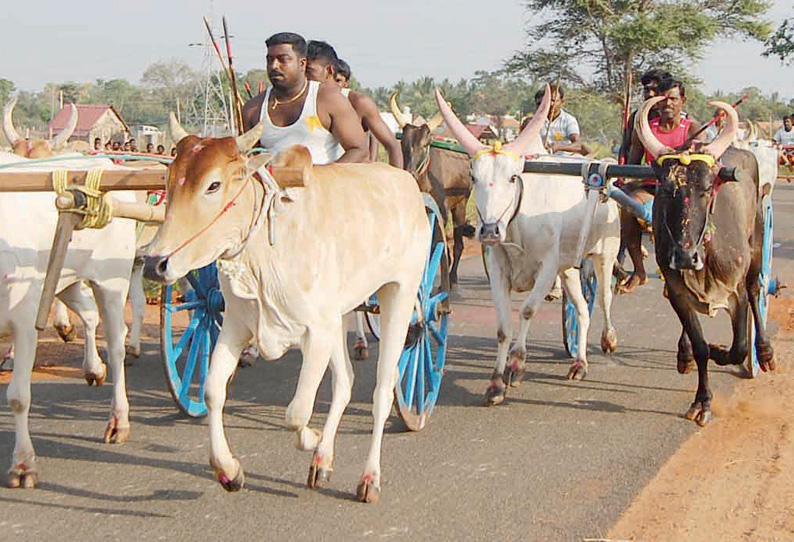 காரைக்குடி, கல்லல் பகுதிகளில்  கோவில் திருவிழாவையொட்டி மாட்டு வண்டி பந்தயம்