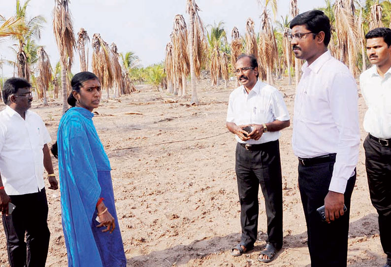 குடிமங்கலத்தில் வறட்சிப்பகுதிகளை கலெக்டர் பார்வையிட்டார்