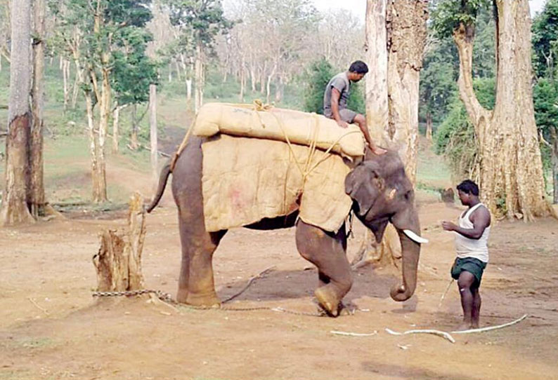 அடங்காமல் சுற்றித்திரிந்த காட்டுயானை சாதுவாக மாறியது, சுற்றுலா பயணிகள் சவாரிக்காக தயாராகிறது