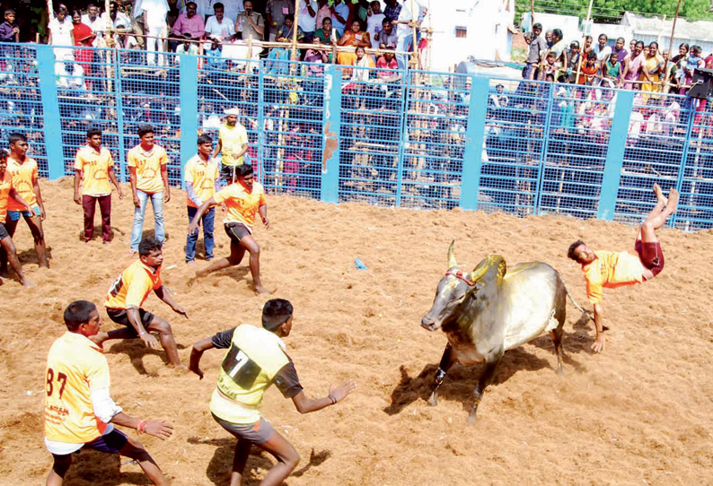 மன்னர்கள் காலத்தில் வாடிவாசலாக இருந்த வாடிப்பட்டி ஜல்லிக்கட்டில் காளைகள் சீறிப்பாய்ந்தன