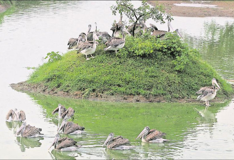 பருவமழை பொய்த்ததால் வெளிநாட்டு பறவைகள் ஏமாற்றம்: வேடந்தாங்கலுக்கு இந்த ஆண்டு 22 ஆயிரம் பறவைகளே வருகை