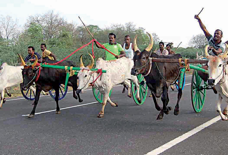 தேத்தாம்பட்டி, நெற்புகப்பட்டி பகுதிகளில் கோவில் திருவிழாவையொட்டி மாட்டு வண்டி பந்தயம்