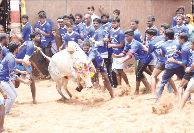 புள்ளம்பாடியில் ஜல்லிக்கட்டு காளைகள் முட்டித்தள்ளியதில் 30 பேர் காயம்