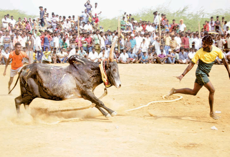 காளையார்கோவில் அருகே மஞ்சுவிரட்டில் சீறிப்பாய்ந்த காளைகள்