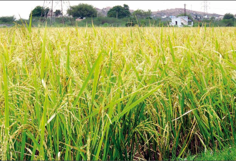 வறட்சியிலும் கிணற்று பாசனத்தால் செழித்து வளர்ந்துள்ள நெற்கதிர்கள்