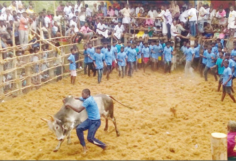 துவாக்குடியில் ஜல்லிக்கட்டு: காளைகளை மாடுபிடி வீரர்கள் போட்டி போட்டு அடக்கினர்