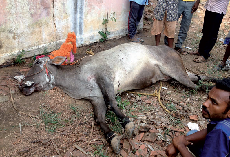 லத்தேரியில் காளை விடும் விழா போட்டியில் பங்கேற்ற மாடு ரெயில் மோதி பலி