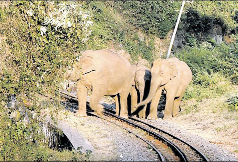 குன்னூர் அருகே மலை ரெயிலை வழிமறித்த காட்டு யானைகள் டிரைவரின் சாதுர்யத்தால் விபத்து தவிர்ப்பு