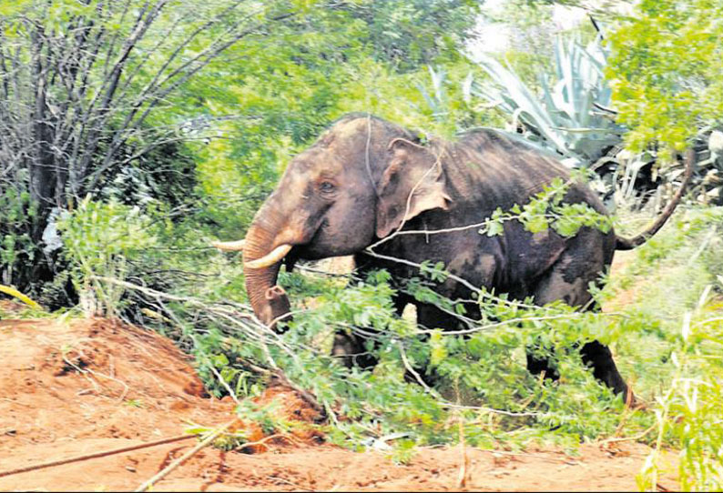 கோவையில் ஊருக்குள் புகுந்த காட்டுயானை, சிறுமி உள்பட 4 பேரை கொன்றது