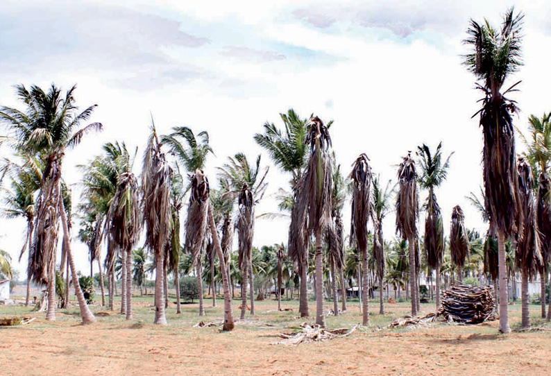 கடும் வறட்சியால் காய்ந்துபோன தென்னை மரங்கள்: விவசாயிகள் கவலை