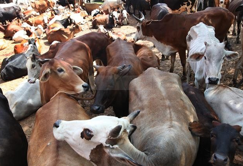 இறைச்சிக்காக மாடு, ஒட்டகம் விற்க தடை மத்திய அரசு திரும்ப பெற வேண்டும்